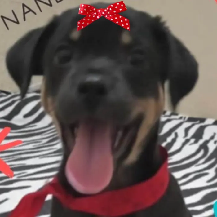 Cachorro ra a Mestiça  idade 2 a 6 meses nome Nanda 