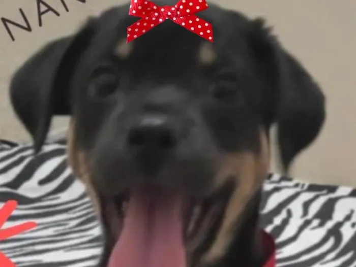 Cachorro ra a Mestiça  idade 2 a 6 meses nome Nanda 