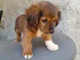 Frederico