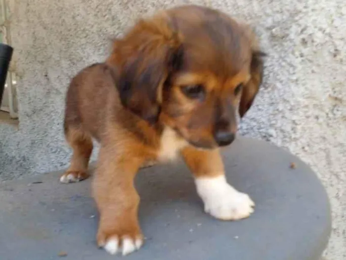 Cachorro ra a Srd idade 7 a 11 meses nome Frederico