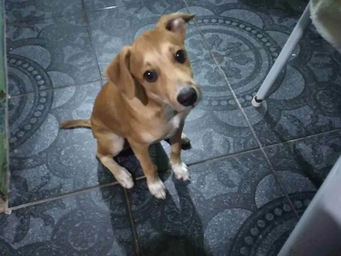 Cachorro ra a Pinch misturado com virá lata  idade 2 a 6 meses nome Caramelo