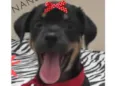 Nanda 