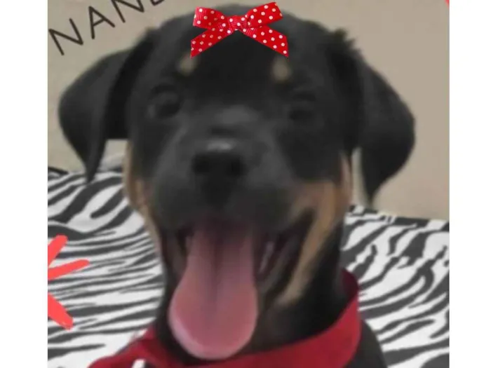 Cachorro ra a Mestiça  idade 2 a 6 meses nome Nanda 