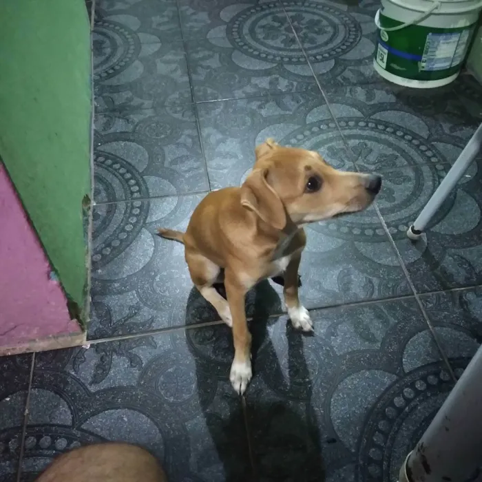 Cachorro ra a Pinch misturado com virá lata  idade 2 a 6 meses nome Caramelo