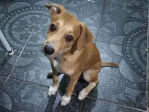 Cachorro raça Pinch misturado com virá lata  idade 2 a 6 meses nome Caramelo