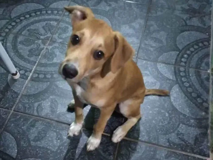 Cachorro ra a Pinch misturado com virá lata  idade 2 a 6 meses nome Caramelo