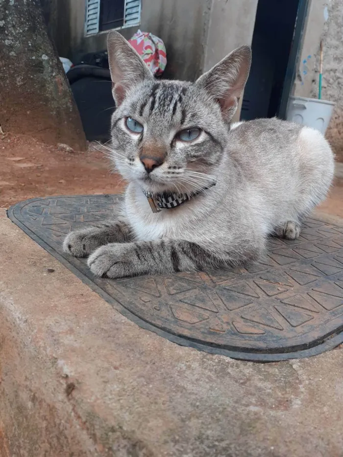 Gato ra a  idade  nome Não tem 