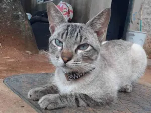 Gato raça  idade  nome Não tem 