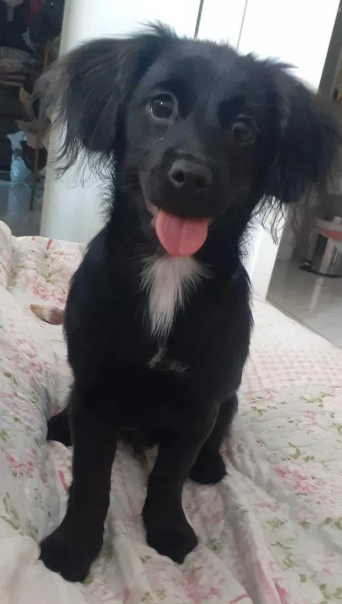 Cachorro ra a PORTE PEQUENO idade 7 a 11 meses nome MEG