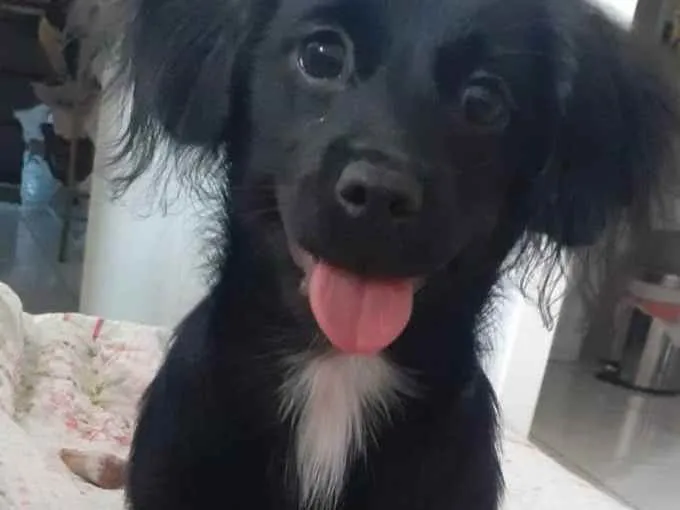 Cachorro ra a PORTE PEQUENO idade 7 a 11 meses nome MEG