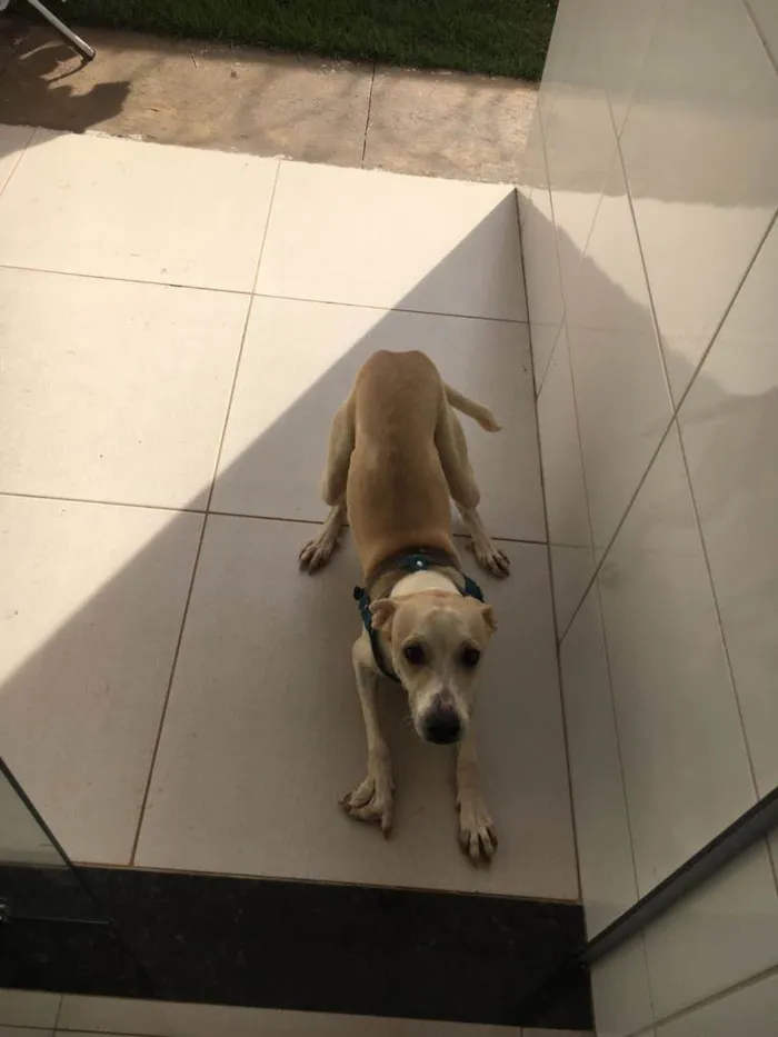 Cachorro ra a VIRA-LATA idade 7 a 11 meses nome BOLT