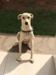 BOLT