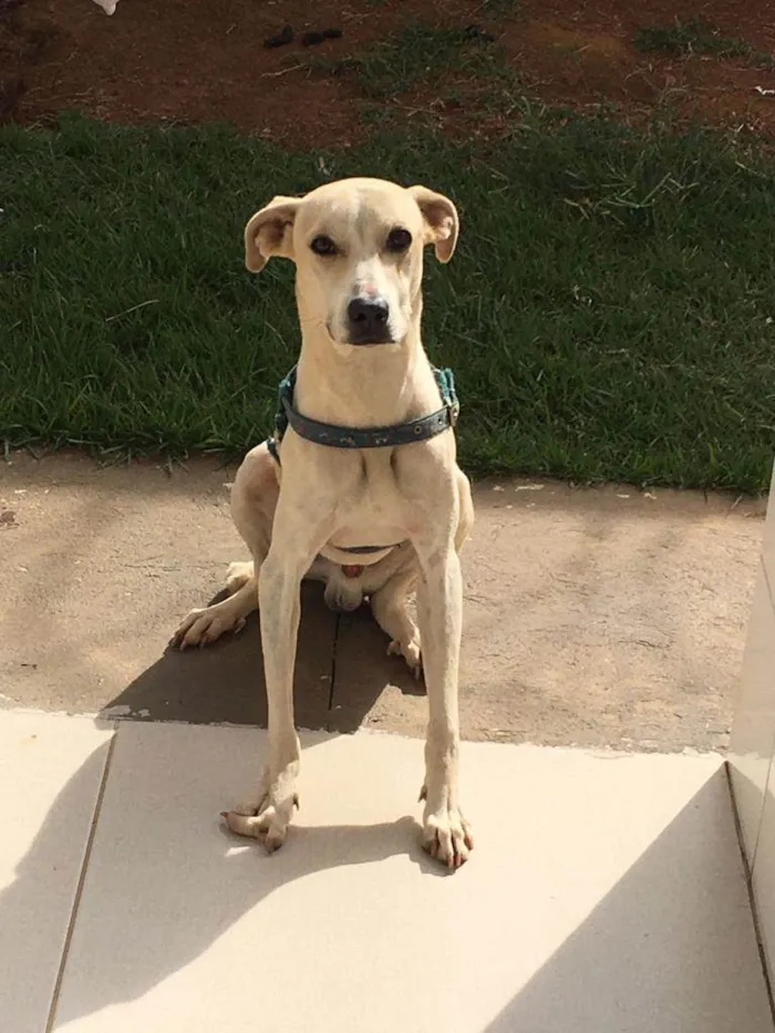 Cachorro ra a VIRA-LATA idade 7 a 11 meses nome BOLT