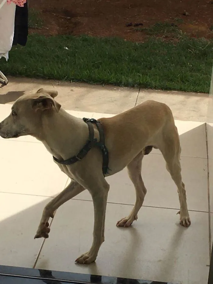 Cachorro ra a VIRA-LATA idade 7 a 11 meses nome BOLT