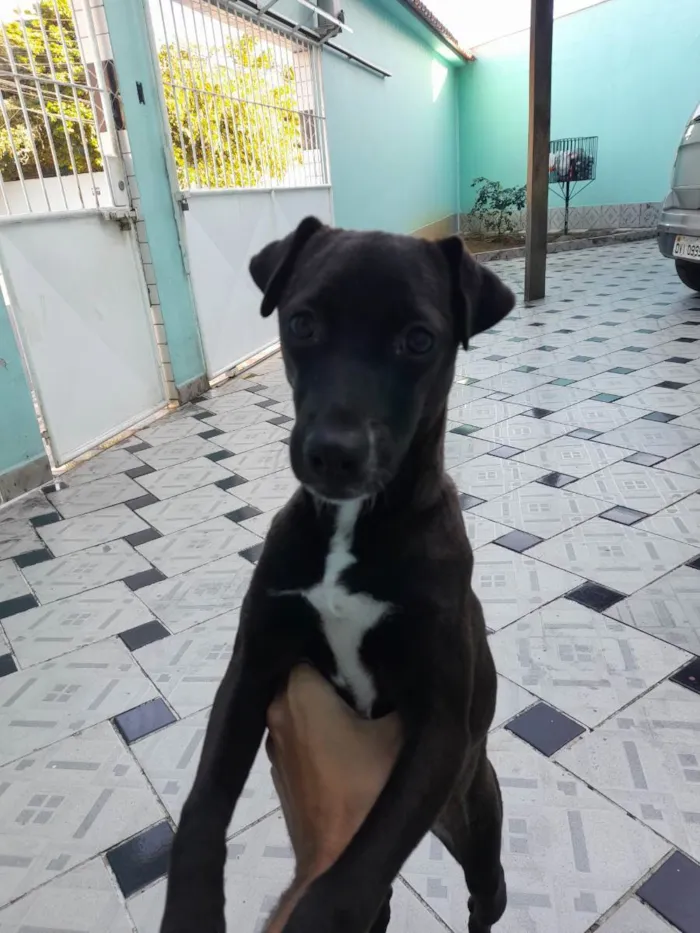 Cachorro ra a SRD (Vira-lata) idade 2 a 6 meses nome Pretinha