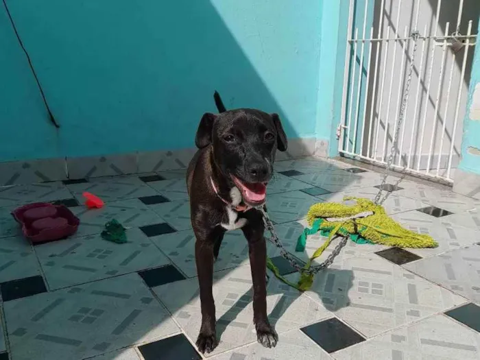 Cachorro ra a SRD (Vira-lata) idade 2 a 6 meses nome Pretinha