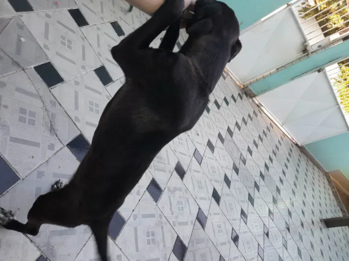 Cachorro ra a SRD (Vira-lata) idade 2 a 6 meses nome Pretinha