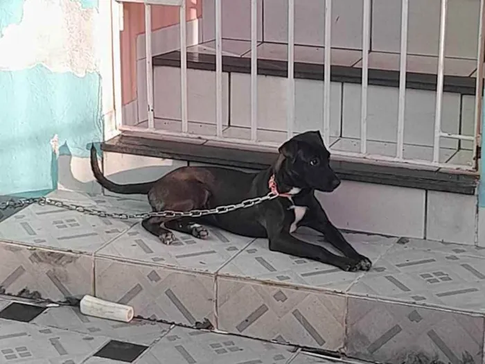 Cachorro ra a SRD (Vira-lata) idade 2 a 6 meses nome Pretinha