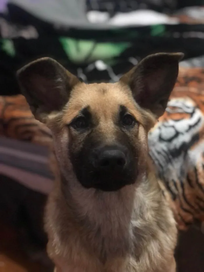 Cachorro raça Pastor Alemão  idade 2 a 6 meses nome Amélia