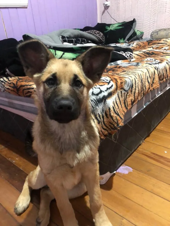 Cachorro raça Pastor Alemão  idade 2 a 6 meses nome Amélia