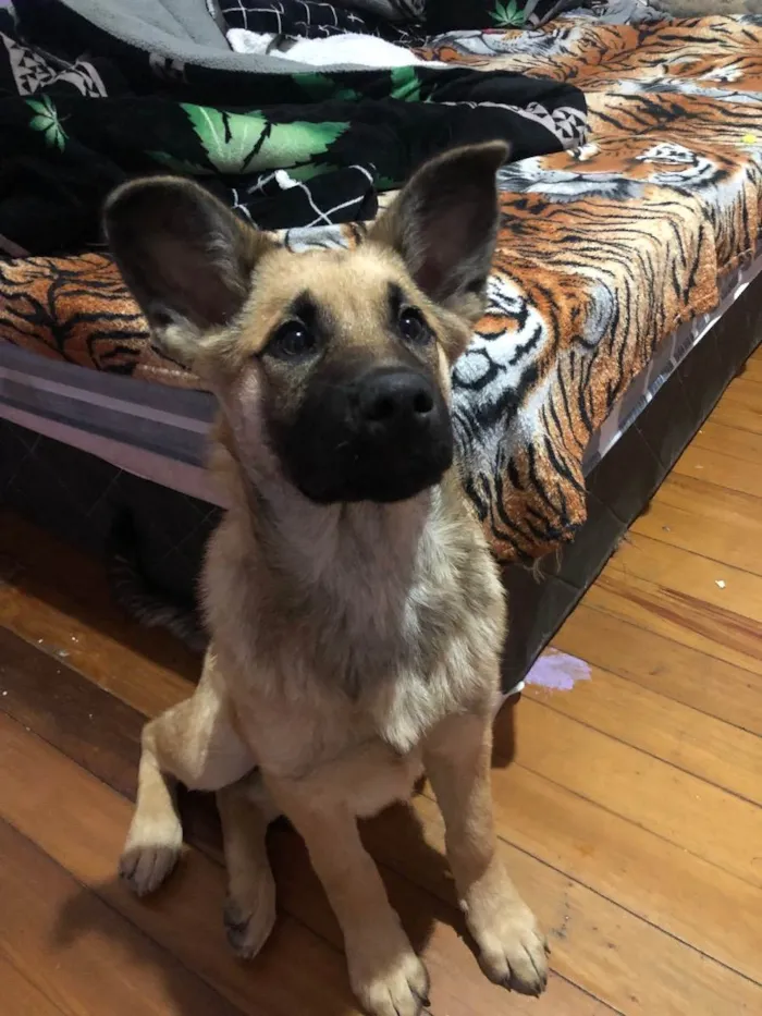 Cachorro raça Pastor Alemão  idade 2 a 6 meses nome Amélia