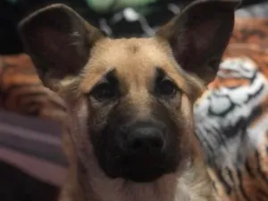 Cachorro raça Pastor Alemão  idade 2 a 6 meses nome Amélia
