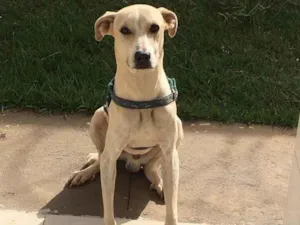 Cachorro raça VIRA-LATA idade 7 a 11 meses nome BOLT