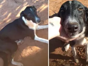 Cachorro raça Srd idade 2 anos nome Linda