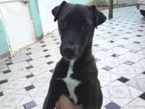 Cachorro raça SRD (Vira-lata) idade 2 a 6 meses nome Pretinha