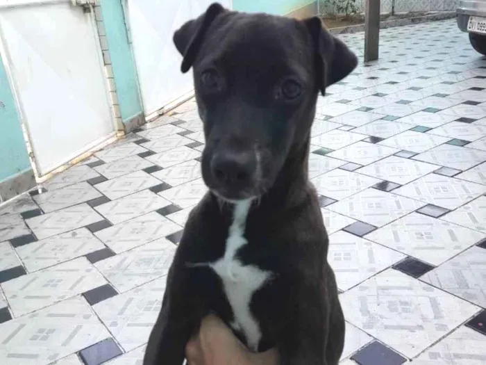 Cachorro ra a SRD (Vira-lata) idade 2 a 6 meses nome Pretinha