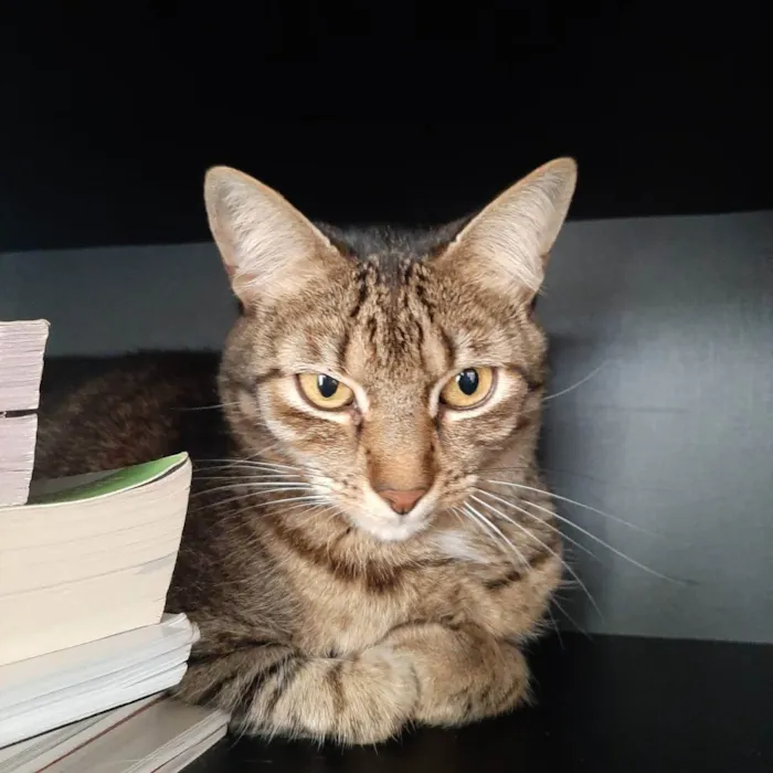 Gato ra a Felino SRD idade 4 anos nome Iolanda