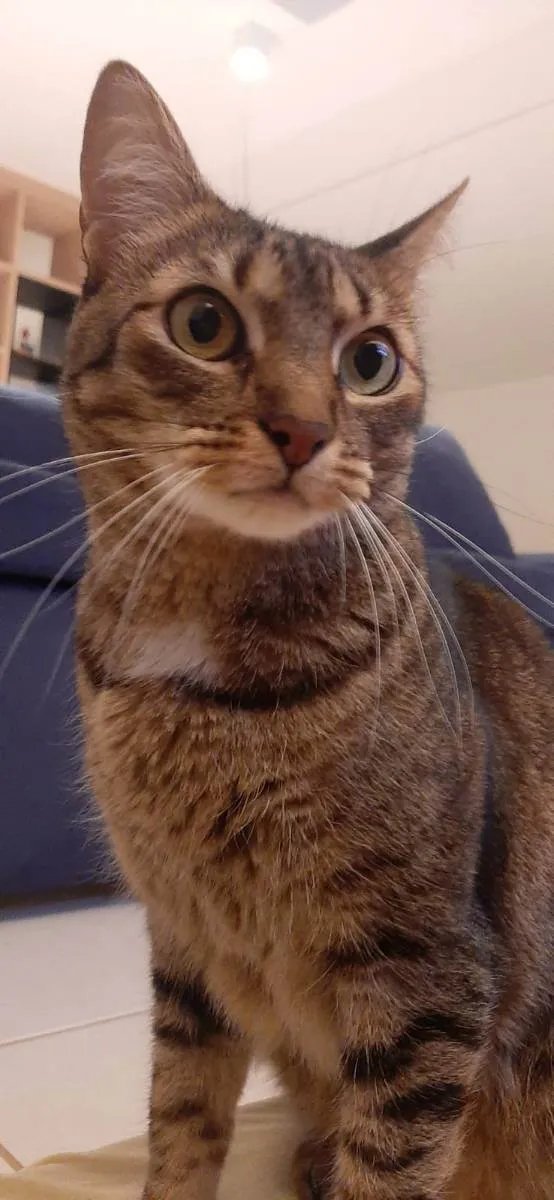 Gato ra a Felino SRD idade 4 anos nome Iolanda