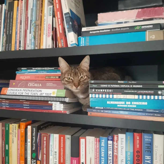 Gato ra a Felino SRD idade 4 anos nome Iolanda