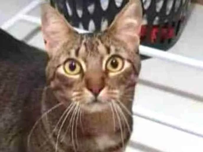 Gato ra a Felino SRD idade 4 anos nome Iolanda