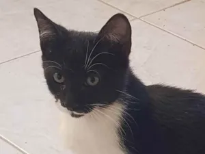Gato raça Felino SRD idade 2 a 6 meses nome Batman