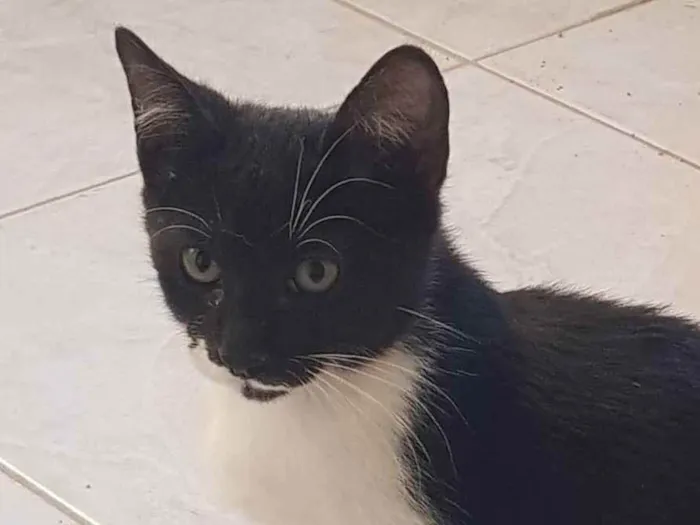 Gato ra a Felino SRD idade 2 a 6 meses nome Batman