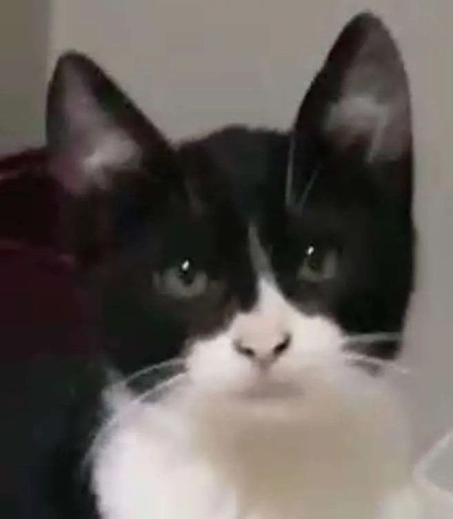 Gato ra a Felino SRD idade 2 a 6 meses nome Robin