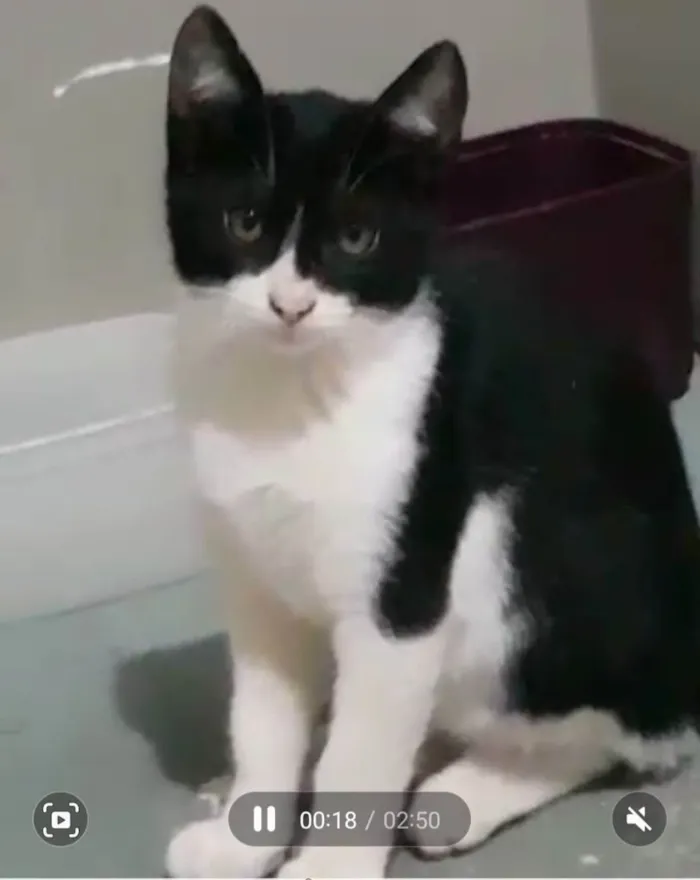 Gato ra a Felino SRD idade 2 a 6 meses nome Robin