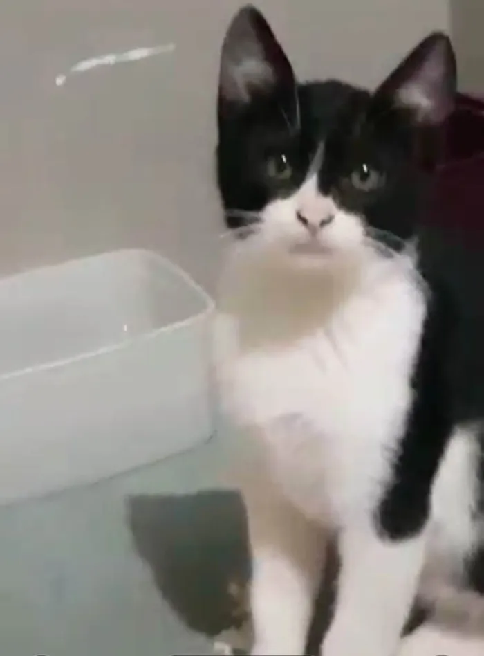 Gato ra a Felino SRD idade 2 a 6 meses nome Robin