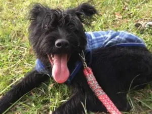 Cachorro raça Indefinida idade 7 a 11 meses nome Spike