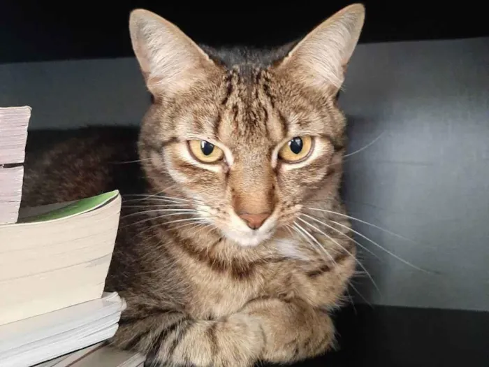 Gato ra a Felino SRD idade 4 anos nome Iolanda