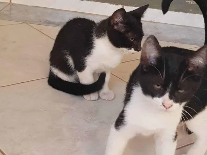 Gato ra a Felino SRD idade 2 a 6 meses nome Robin