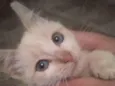 Enya.