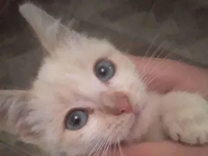 Gato raça Gato viralata idade Abaixo de 2 meses nome Enya.