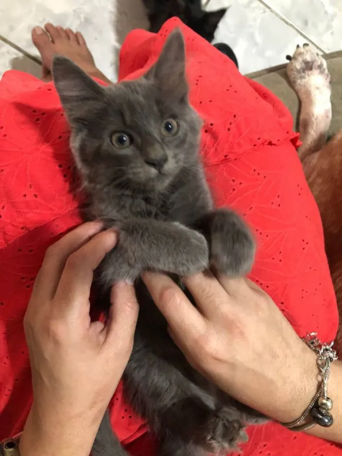 Gato ra a Srd  idade 2 a 6 meses nome Kyria