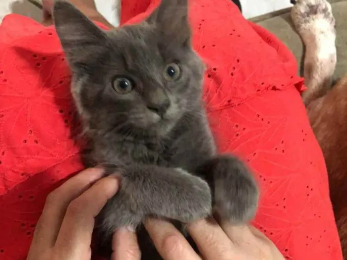 Gato ra a Srd  idade 2 a 6 meses nome Kyria