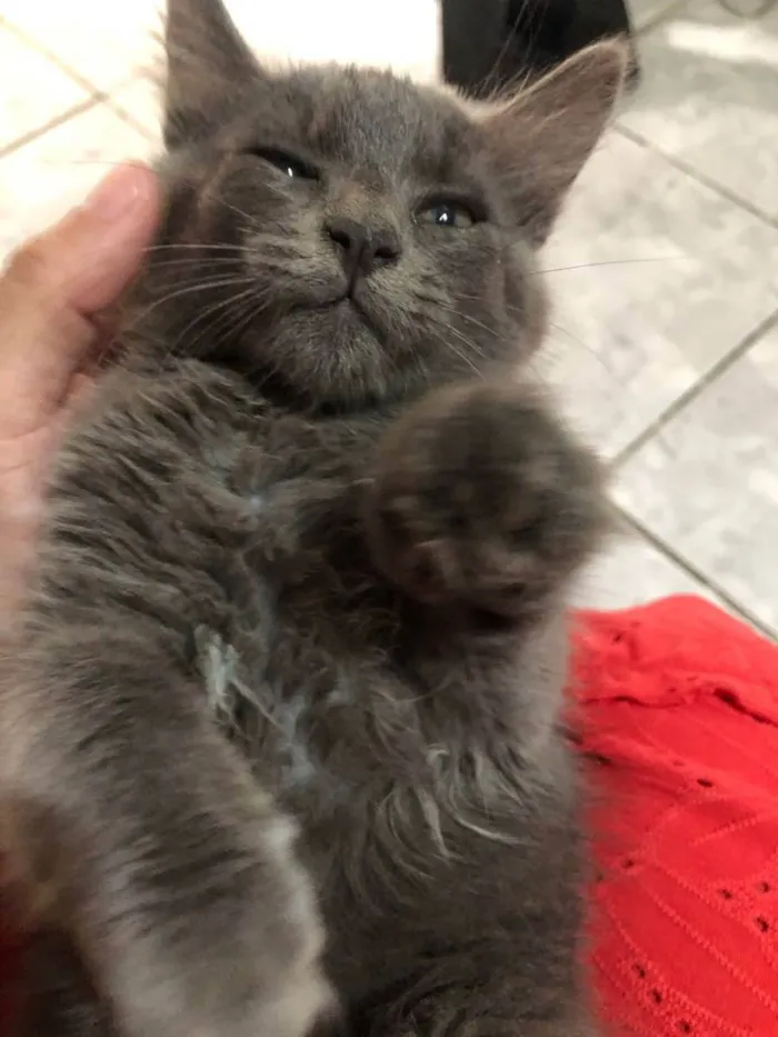 Gato ra a Srd  idade 2 a 6 meses nome Kyria