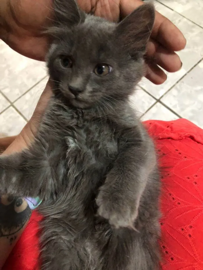 Gato ra a Srd  idade 2 a 6 meses nome Kyria