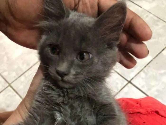 Gato ra a Srd  idade 2 a 6 meses nome Kyria