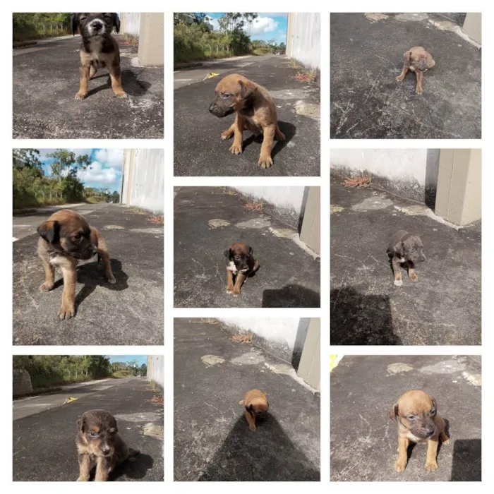 Cachorro raça SRD idade Abaixo de 2 meses nome não tem nome 
